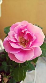 Close-up of pink flower blooming outdoors