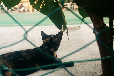 Portrait of cat relaxing by fence