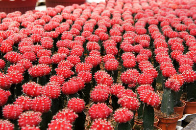 Close-up of red berries growing on plant