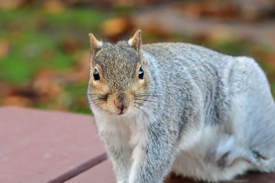 Close-up portrait of squirrel