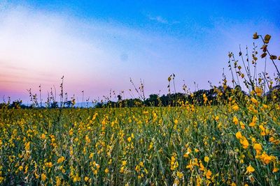 Scenic view of oilseed rape field against clear blue sky