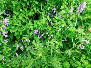 Full frame shot of flowering plants