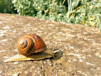 Close-up of snail on a footpath