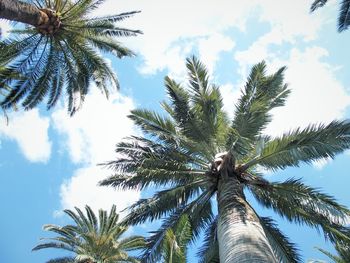 Low angle view of palm tree against blue sky