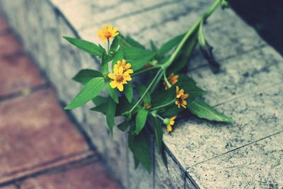 Close-up of yellow flowers