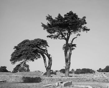 Tree on field against clear sky