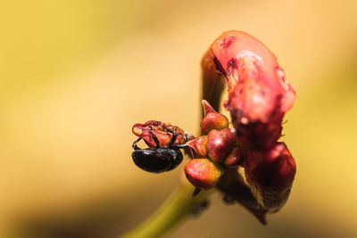 Close-up of red berries against blurred background