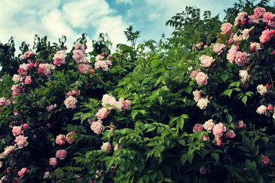 Close-up of pink flowers blooming against sky