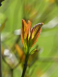 Close-up of plant