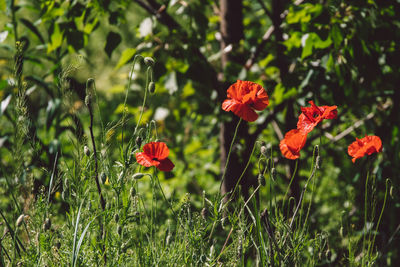 Close-up of red flowering plants on field