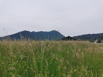 Scenic view of field against clear sky