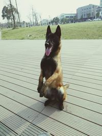 Dog looking at camera