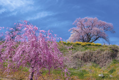 Pink cherry blossoms on field against sky