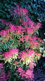 Close-up of pink flowers