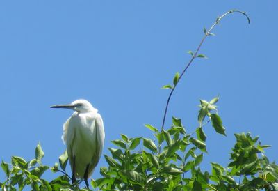 Low angle view of bird against clear blue sky