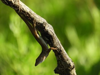 Close-up of lizard on tree trunk