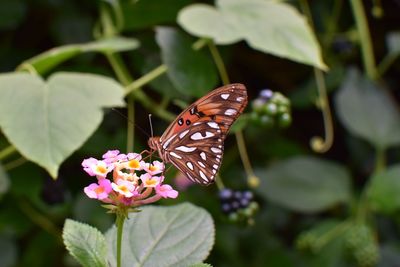 Close-up of butterfly pollinating on leaf