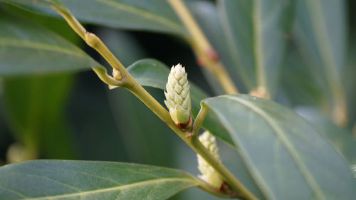 Close-up of plant