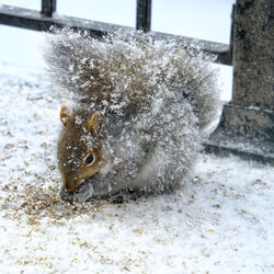 Close-up of squirrel on snow covered landscape