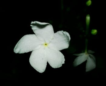 Close-up of white flower blooming against black background