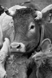 Close-up of cow