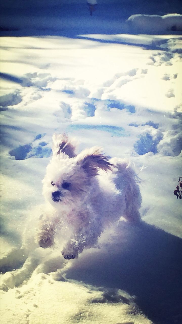 snow, winter, cold temperature, one animal, animal themes, white color, landscape, domestic animals, tranquil scene, sky, nature, beauty in nature, tranquility, mammal, mountain, scenics, weather, season, covering, cloud - sky