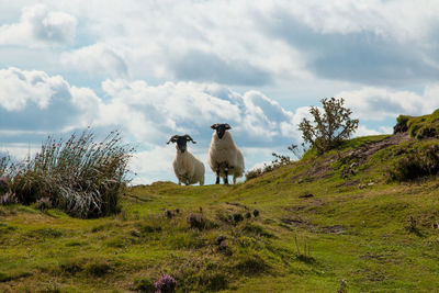 Low angle view of sheep standing on hill against sky