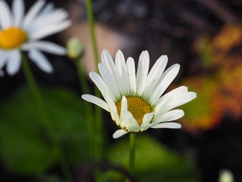 Close-up of white daisy