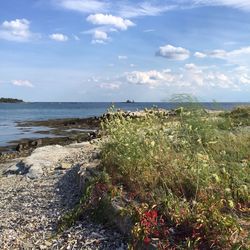 Plants growing on beach against sky