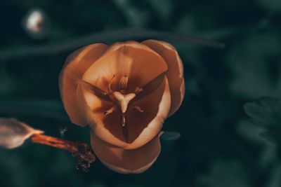 Close-up of orange flower