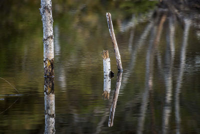 Birds on lake