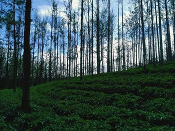 Trees in forest