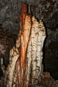 Close-up of tree trunk