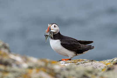 Bird perching on rock