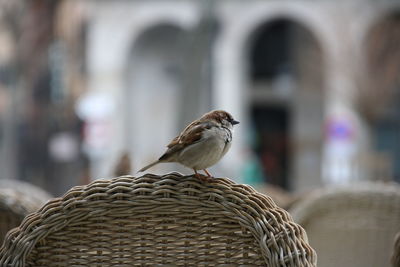 Bird perching on railing