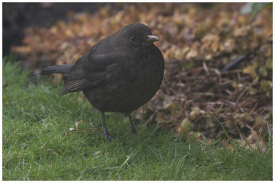 Close-up of bird perching on grass