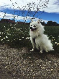 Dog sitting on tree against sky