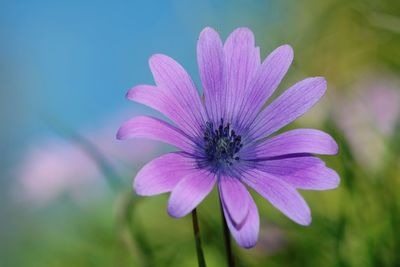 Close-up of purple flower