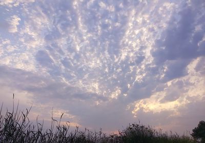 Low angle view of trees against sky