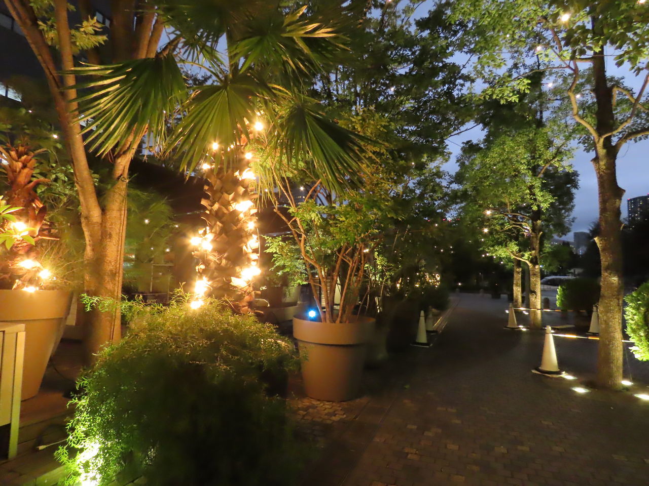 ILLUMINATED TREES AT PARK