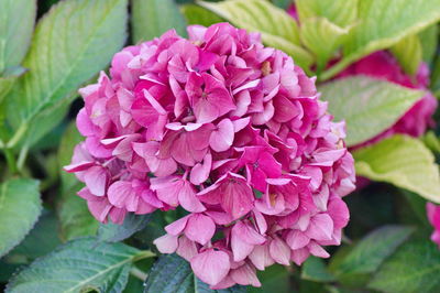 Close-up of pink rose flower