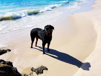 Full length of dog on beach