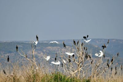 Flock of birds flying in the sky