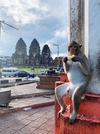 Monkey sitting in a city