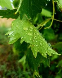 Close-up of wet plant