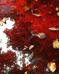 Autumn leaves on tree trunk