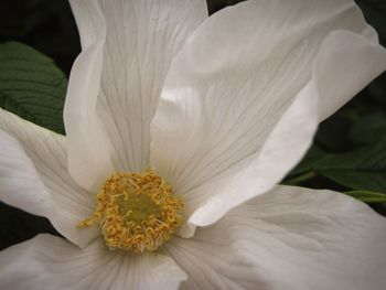 Close-up of white flowers