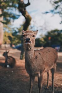 Portrait of deer standing on field