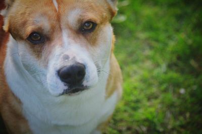 Close-up portrait of dog 