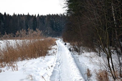 Snow covered land and trees during winter